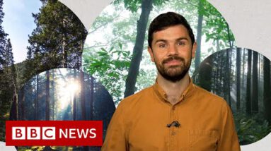 Deforestation: What’s notorious with planting new forests? – BBC Data