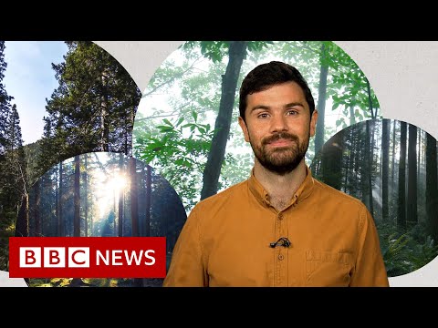 Deforestation: What’s notorious with planting new forests? – BBC Data