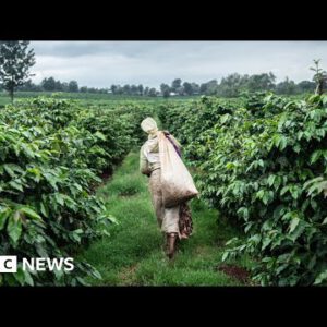 Sexual abuse on Kenyan tea farms uncovered – BBC News