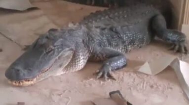 9-Ft Alligator Breaks Into Home and Is Came correct by scheme of Stress-free In Residing Room