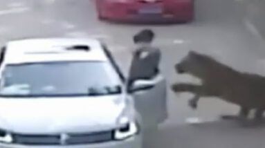 Tiger Assault | Lady Dragged From Automobile [GRAPHIC VIDEO]