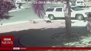 ‘Figuring out Cat’ saves boy from canines attack in California – BBC Info