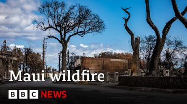 Hawaii wildfire: Maui emergency chief quits after sirens criticism – BBC Files