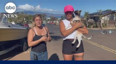 Volunteers search pets in wake of Maui wildfires | WNT