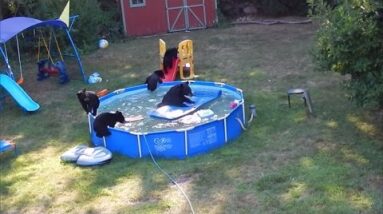 Momma Endure and Cubs Caught Having a Pool Party in Backyard