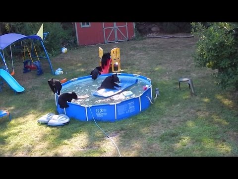 Momma Endure and Cubs Caught Having a Pool Party in Backyard