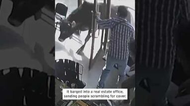 Bull Escapes Slaughterhouse and Runs Into Internet page of business #shorts