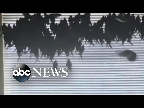 California couple comes house to hundreds of birds in apartment l ABC Recordsdata