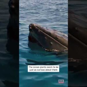 Researchers and Whales Check Each and every Other #shorts