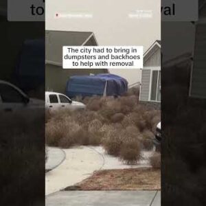 WATCH: Tumbleweeds invade Utah neighborhood