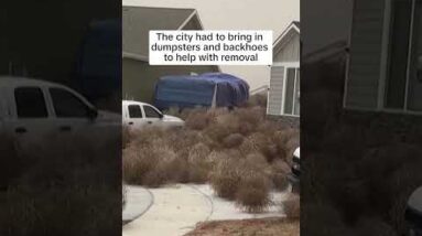 WATCH: Tumbleweeds invade Utah neighborhood