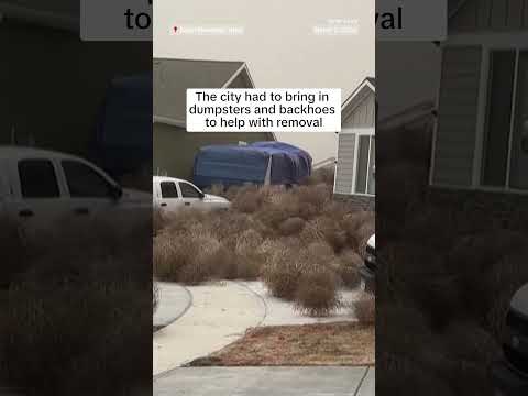 WATCH: Tumbleweeds invade Utah neighborhood