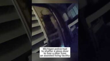 A deer broke into an assisted residing facility in Michigan