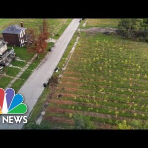 This Tree Farm Is Bringing Life Encourage To Detroit’s East Aspect | NBC Nightly News