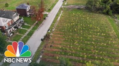 This Tree Farm Is Bringing Life Encourage To Detroit’s East Aspect | NBC Nightly News