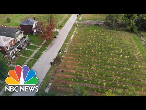 This Tree Farm Is Bringing Life Encourage To Detroit’s East Aspect | NBC Nightly News